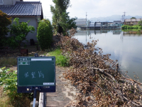 某所にて河川に堆積した樹木撤去作業を行いました！