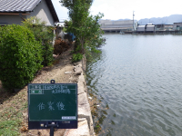 某所にて河川に堆積した樹木撤去作業を行いました！